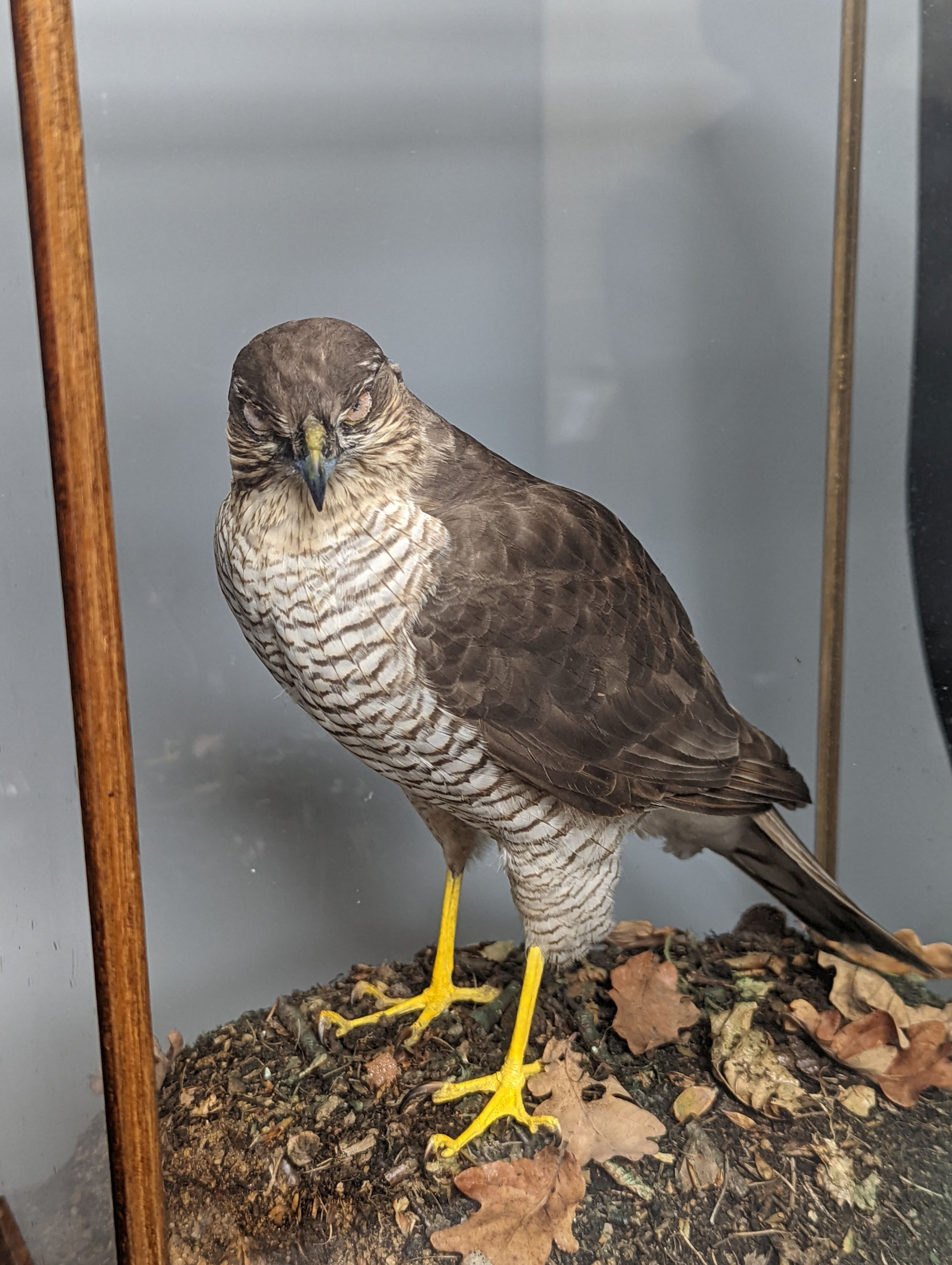 A cased taxidermic Eurasian sparrowhawk , case 50 x 37cm